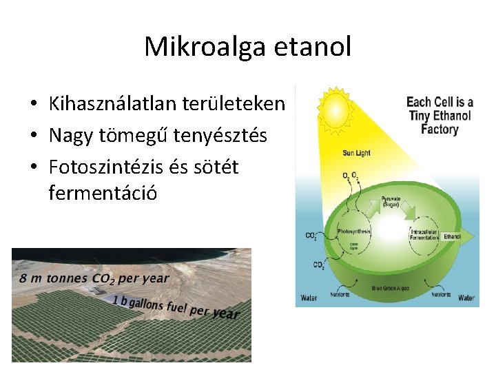 Mikroalga etanol • Kihasználatlan területeken • Nagy tömegű tenyésztés • Fotoszintézis és sötét fermentáció