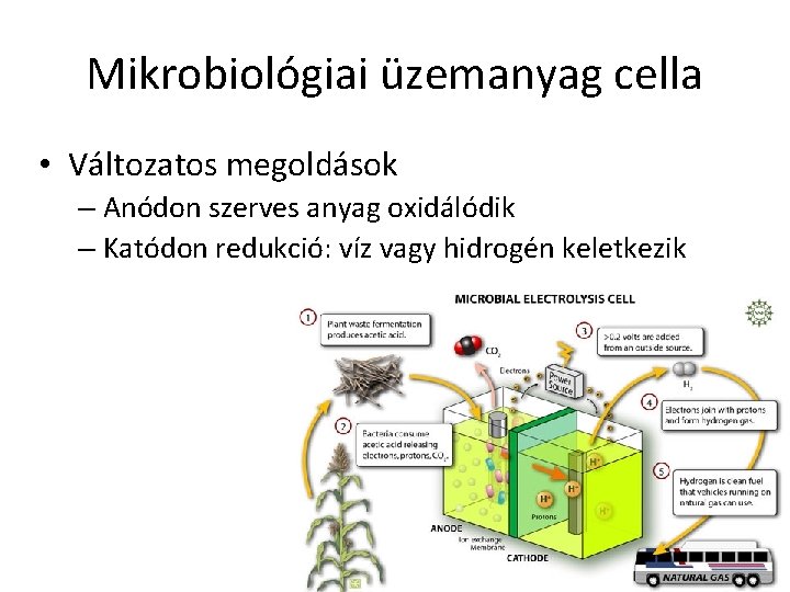Mikrobiológiai üzemanyag cella • Változatos megoldások – Anódon szerves anyag oxidálódik – Katódon redukció: