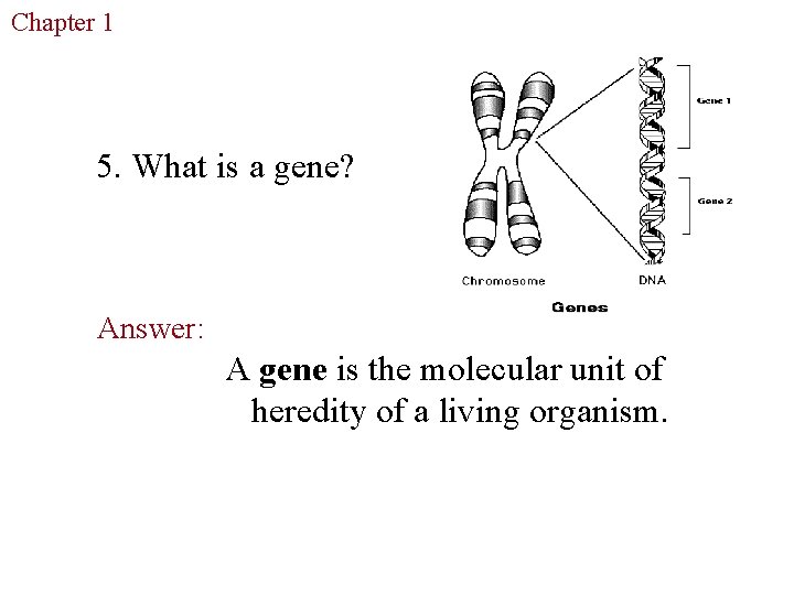 Chapter 1 The Study of Life 5. What is a gene? Answer: A gene