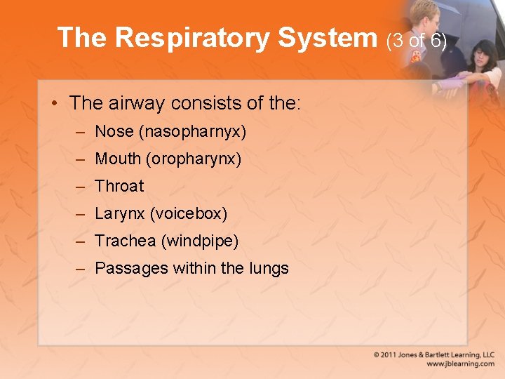 The Respiratory System (3 of 6) • The airway consists of the: – Nose