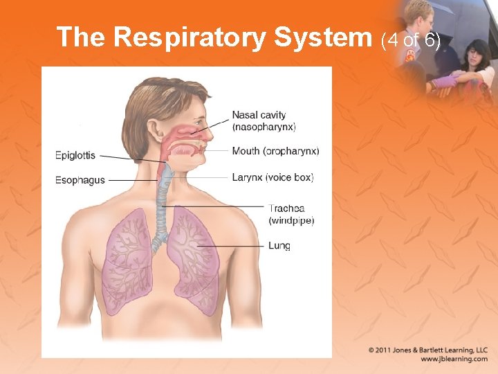 The Respiratory System (4 of 6) 