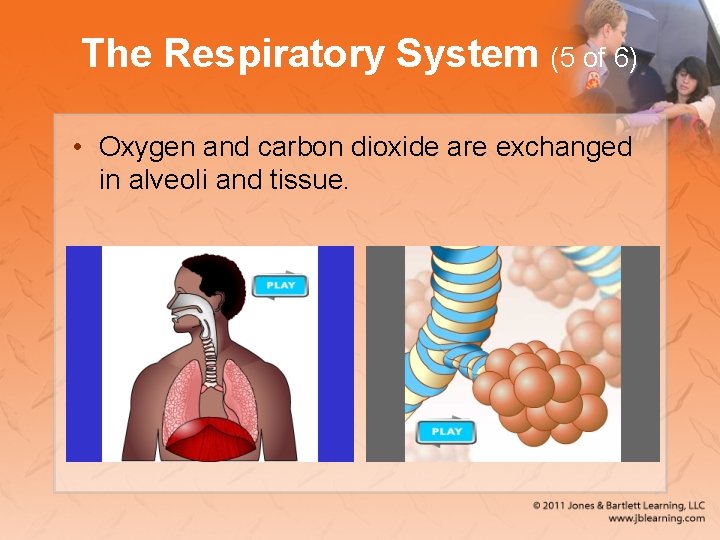 The Respiratory System (5 of 6) • Oxygen and carbon dioxide are exchanged in