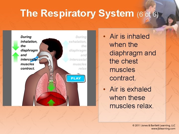 The Respiratory System (6 of 6) • Air is inhaled when the diaphragm and
