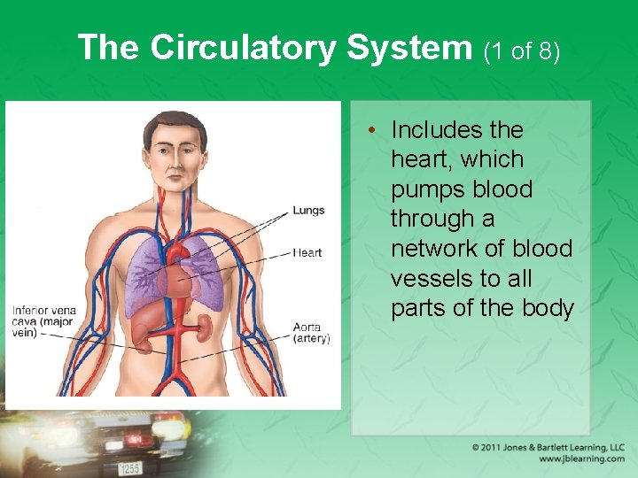 The Circulatory System (1 of 8) • Includes the heart, which pumps blood through