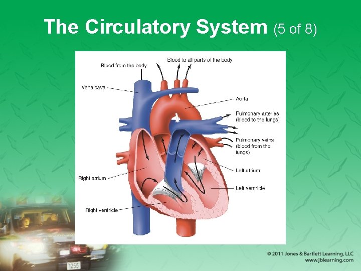 The Circulatory System (5 of 8) 