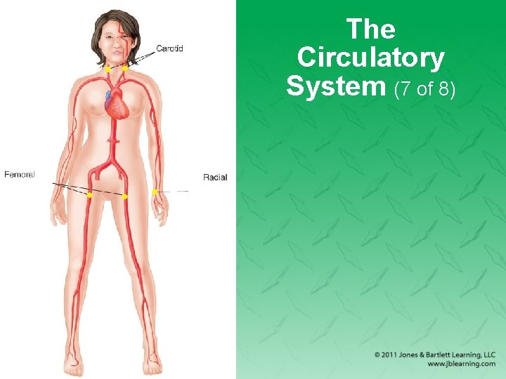 The Circulatory System (7 of 8) 