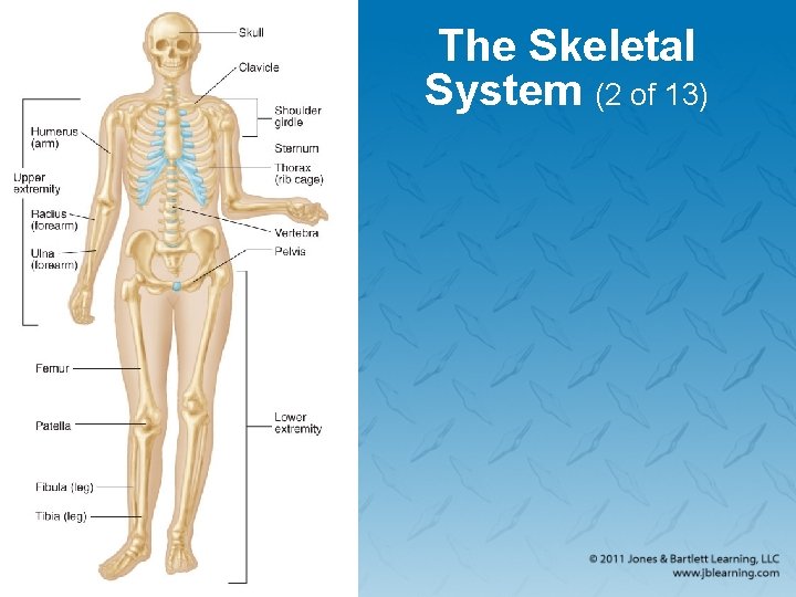 The Skeletal System (2 of 13) 