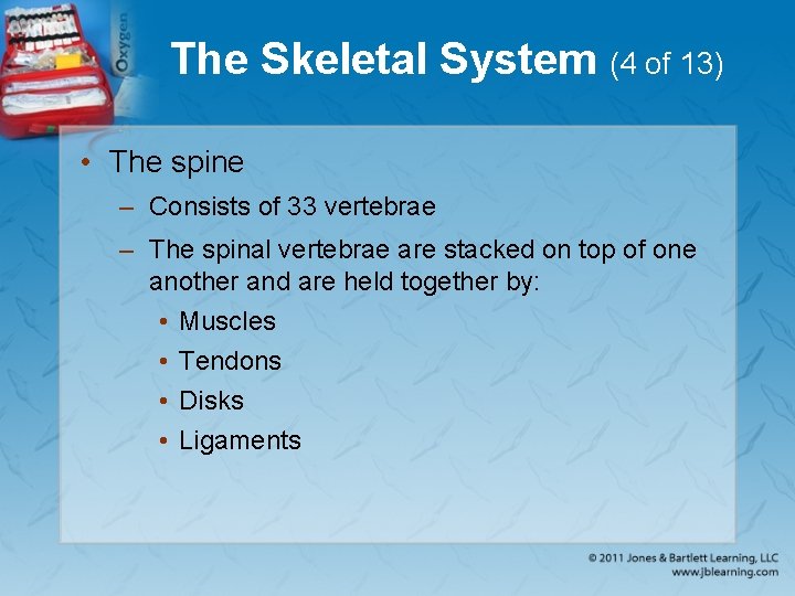 The Skeletal System (4 of 13) • The spine – Consists of 33 vertebrae