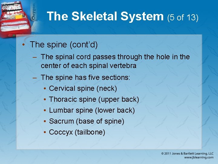 The Skeletal System (5 of 13) • The spine (cont’d) – The spinal cord