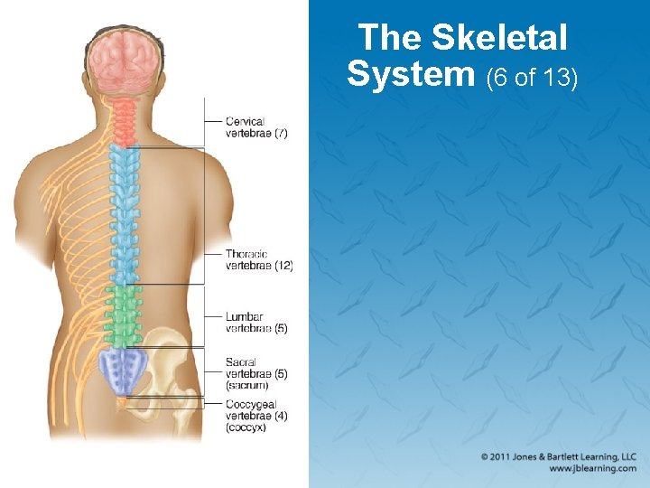 The Skeletal System (6 of 13) 