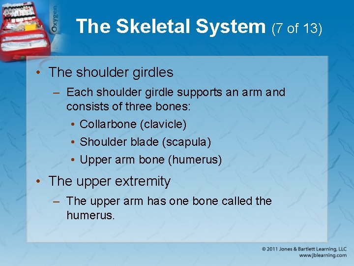 The Skeletal System (7 of 13) • The shoulder girdles – Each shoulder girdle