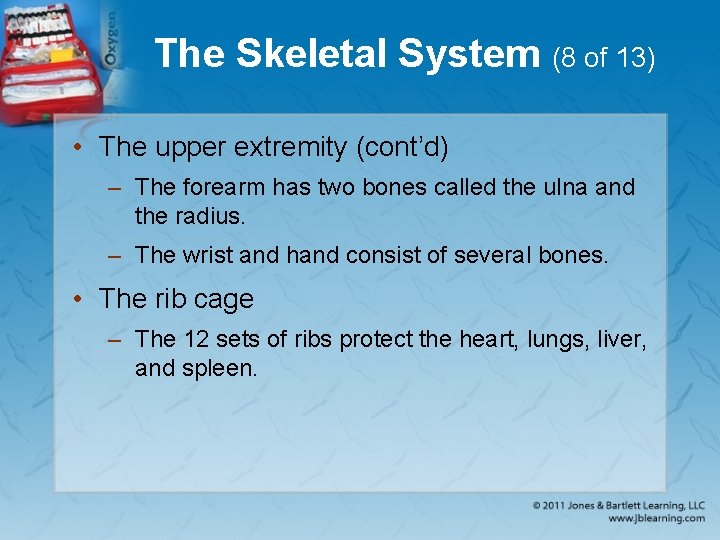 The Skeletal System (8 of 13) • The upper extremity (cont’d) – The forearm