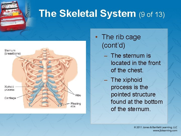 The Skeletal System (9 of 13) • The rib cage (cont’d) – The sternum