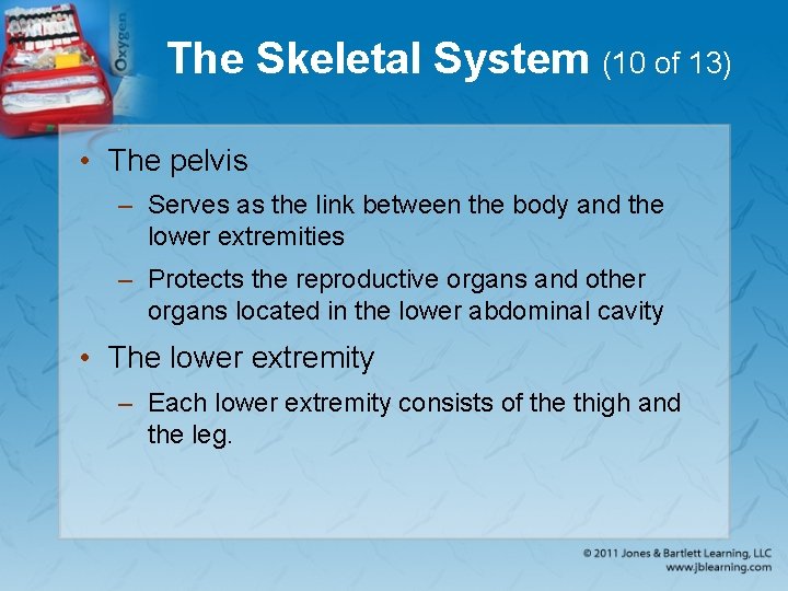 The Skeletal System (10 of 13) • The pelvis – Serves as the link