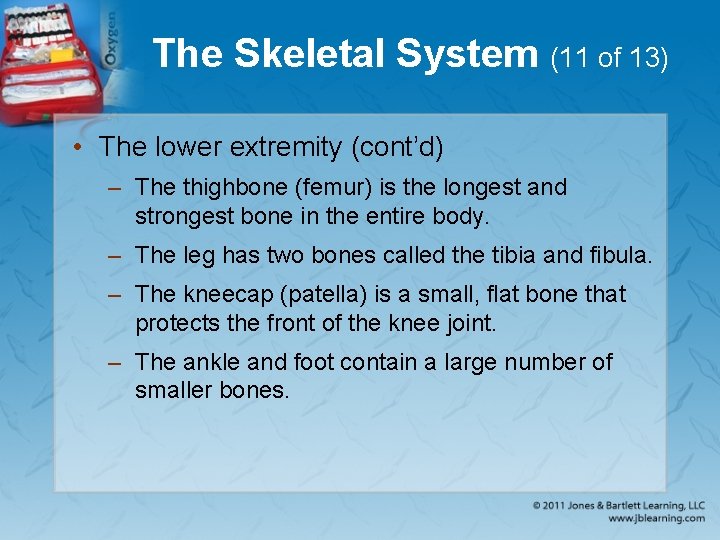 The Skeletal System (11 of 13) • The lower extremity (cont’d) – The thighbone