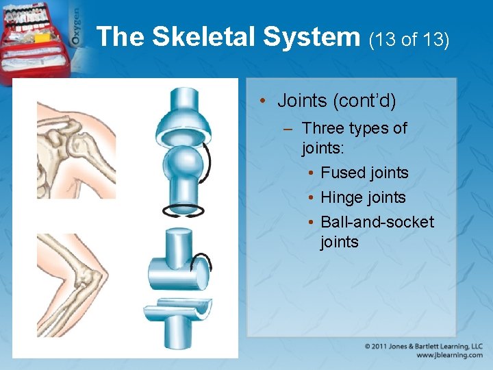 The Skeletal System (13 of 13) • Joints (cont’d) – Three types of joints:
