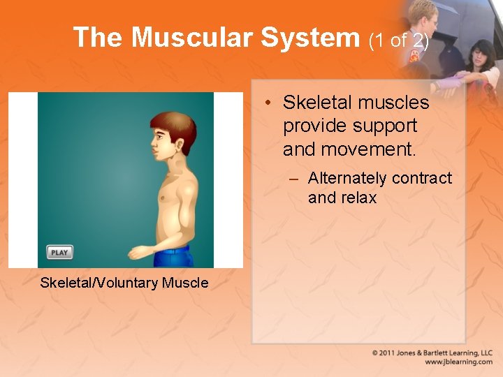The Muscular System (1 of 2) • Skeletal muscles provide support and movement. –