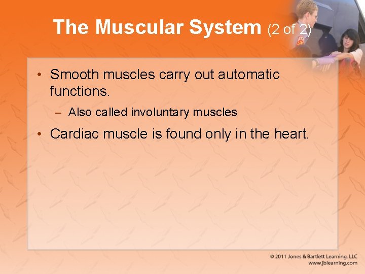 The Muscular System (2 of 2) • Smooth muscles carry out automatic functions. –