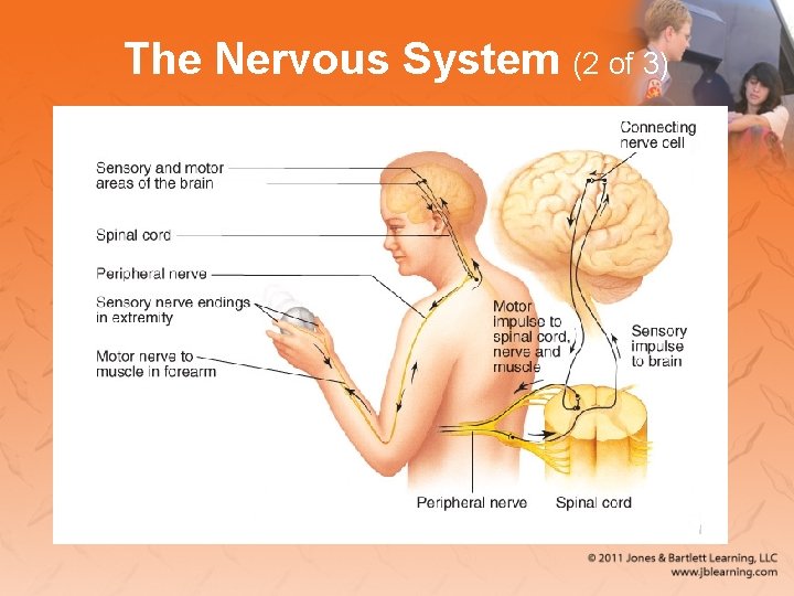 The Nervous System (2 of 3) 