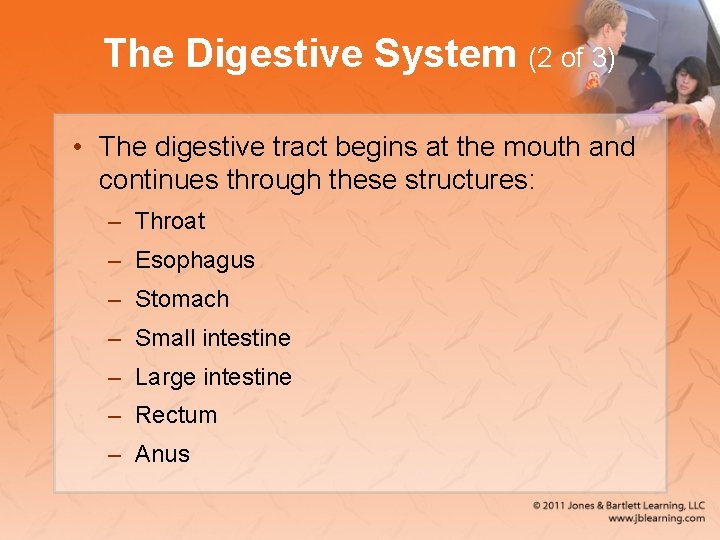 The Digestive System (2 of 3) • The digestive tract begins at the mouth