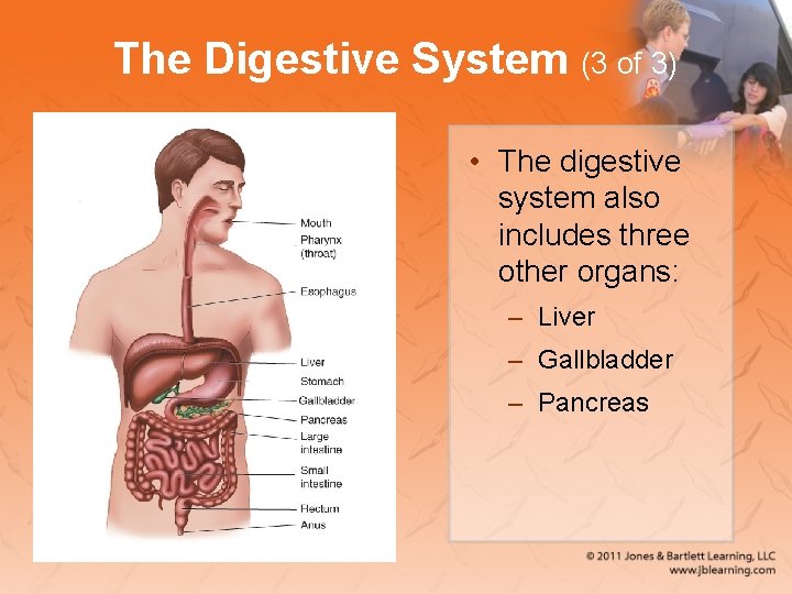 The Digestive System (3 of 3) • The digestive system also includes three other