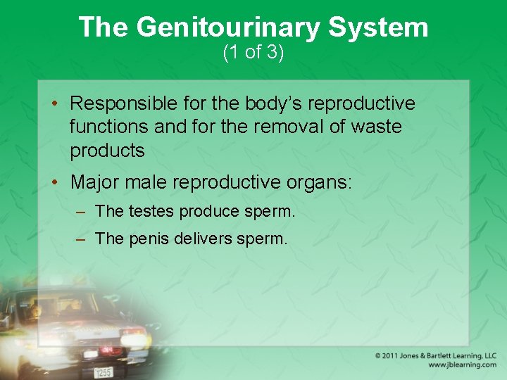The Genitourinary System (1 of 3) • Responsible for the body’s reproductive functions and