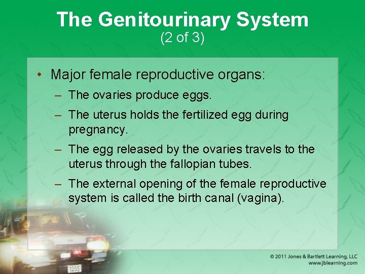 The Genitourinary System (2 of 3) • Major female reproductive organs: – The ovaries