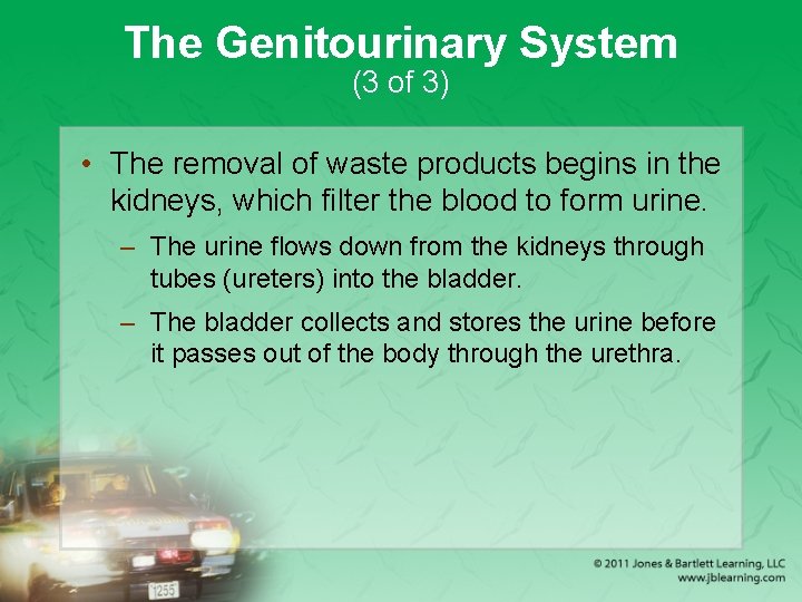 The Genitourinary System (3 of 3) • The removal of waste products begins in