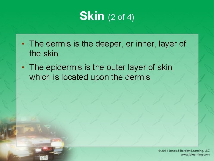 Skin (2 of 4) • The dermis is the deeper, or inner, layer of
