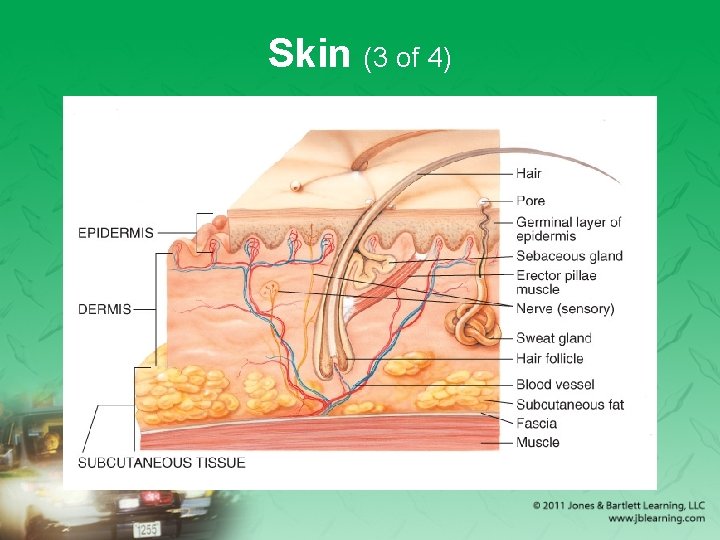 Skin (3 of 4) 