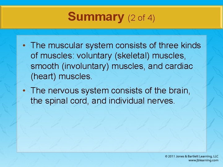 Summary (2 of 4) • The muscular system consists of three kinds of muscles: