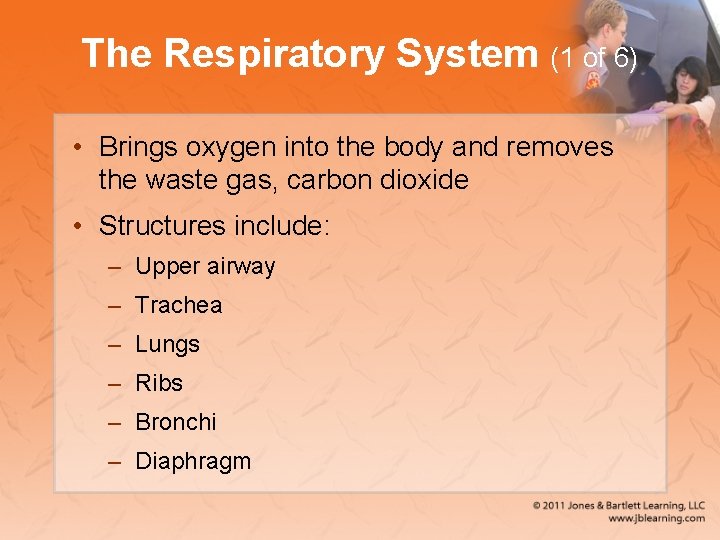 The Respiratory System (1 of 6) • Brings oxygen into the body and removes