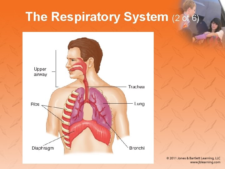 The Respiratory System (2 of 6) 