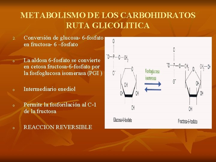 METABOLISMO DE LOS CARBOHIDRATOS RUTA GLICOLITICA 2. o o Conversión de glucosa- 6 -fosfato