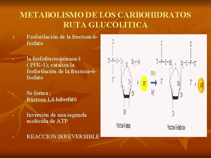 METABOLISMO DE LOS CARBOHIDRATOS RUTA GLUCOLITICA 3. • • Fosforilación de la fructosa-6 fosfato