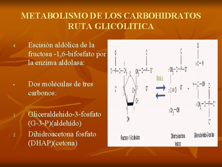 METABOLISMO DE LOS CARBOHIDRATOS RUTA GLICOLITICA 4. • 1. 2. Escisión aldólica de la