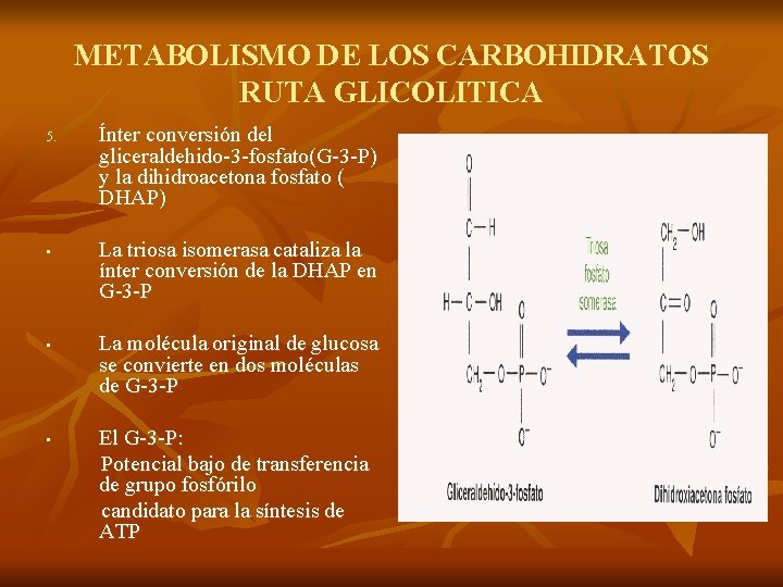 METABOLISMO DE LOS CARBOHIDRATOS RUTA GLICOLITICA 5. • • • Ínter conversión del gliceraldehido-3