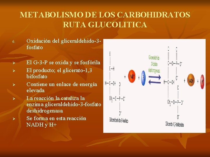 METABOLISMO DE LOS CARBOHIDRATOS RUTA GLUCOLITICA 6. Ø Ø Ø Oxidación del gliceraldehido-3 fosfato