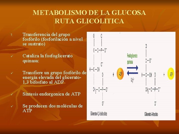 METABOLISMO DE LA GLUCOSA RUTA GLICOLITICA 7. ü ü Transferencia del grupo fosfórilo (fosforilación