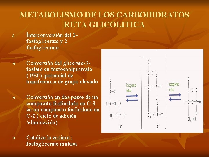 METABOLISMO DE LOS CARBOHIDRATOS RUTA GLICOLITICA 8. v v v Ínterconversión del 3 fosfoglicerato