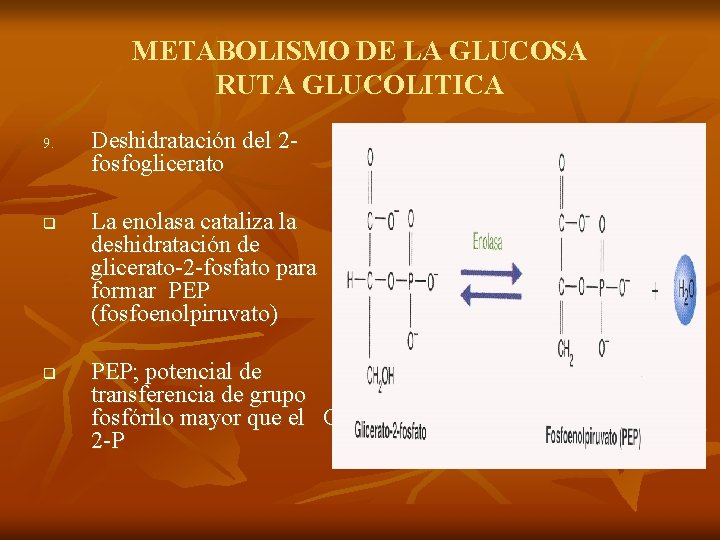 METABOLISMO DE LA GLUCOSA RUTA GLUCOLITICA 9. q q Deshidratación del 2 fosfoglicerato La