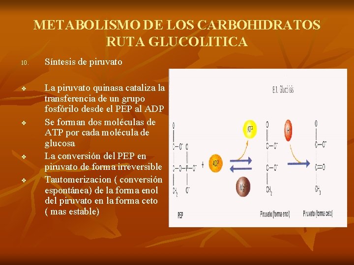 METABOLISMO DE LOS CARBOHIDRATOS RUTA GLUCOLITICA 10. v v Síntesis de piruvato La piruvato