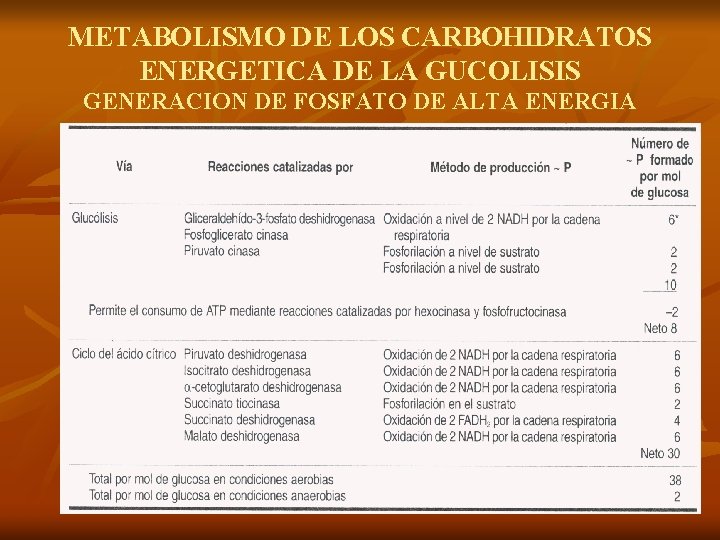 METABOLISMO DE LOS CARBOHIDRATOS ENERGETICA DE LA GUCOLISIS GENERACION DE FOSFATO DE ALTA ENERGIA