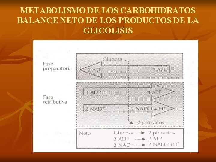 METABOLISMO DE LOS CARBOHIDRATOS BALANCE NETO DE LOS PRODUCTOS DE LA GLICOLISIS 