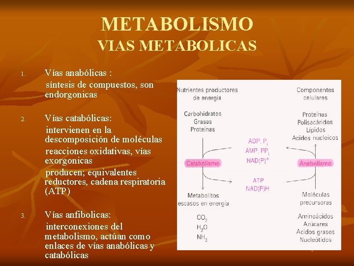 METABOLISMO VIAS METABOLICAS 1. 2. 3. Vías anabólicas : síntesis de compuestos, son endorgonicas