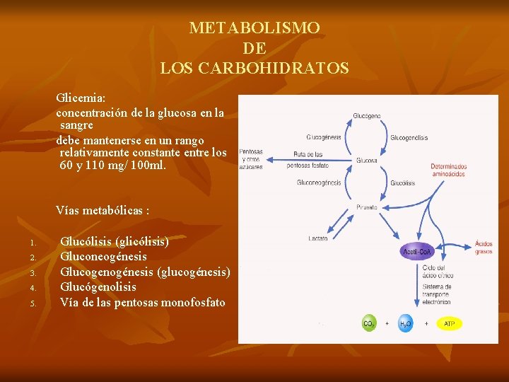 METABOLISMO DE LOS CARBOHIDRATOS Glicemia: concentración de la glucosa en la sangre debe mantenerse
