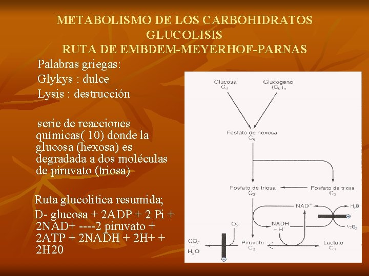 METABOLISMO DE LOS CARBOHIDRATOS GLUCOLISIS RUTA DE EMBDEM-MEYERHOF-PARNAS Palabras griegas: Glykys : dulce Lysis