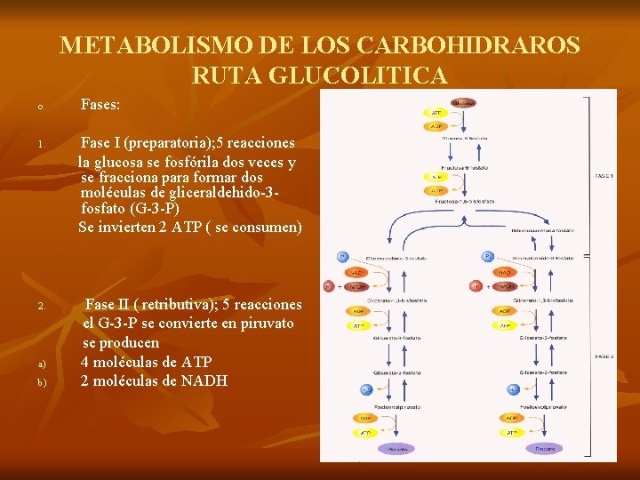 METABOLISMO DE LOS CARBOHIDRAROS RUTA GLUCOLITICA o 1. 2. a) b) Fases: Fase I