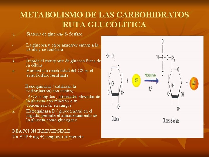 METABOLISMO DE LAS CARBOHIDRATOS RUTA GLUCOLITICA 1. • A. B. 1. 2. Síntesis de