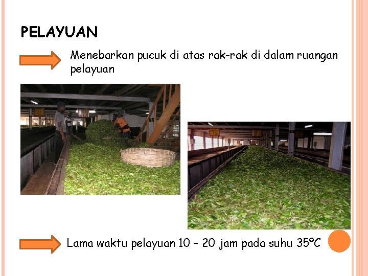 PELAYUAN Menebarkan pucuk di atas rak-rak di dalam ruangan pelayuan Lama waktu pelayuan 10